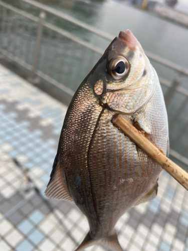 ウミタナゴの釣果