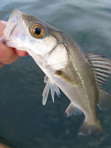 セイゴ（マルスズキ）の釣果