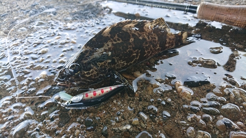 タケノコメバルの釣果