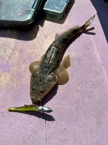 マゴチの釣果