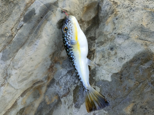 マフグの釣果