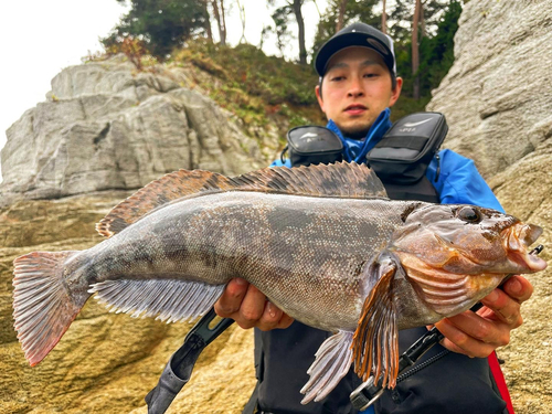 アイナメの釣果