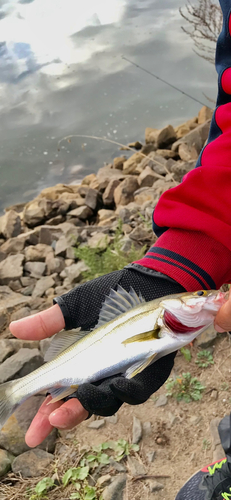 セイゴ（マルスズキ）の釣果