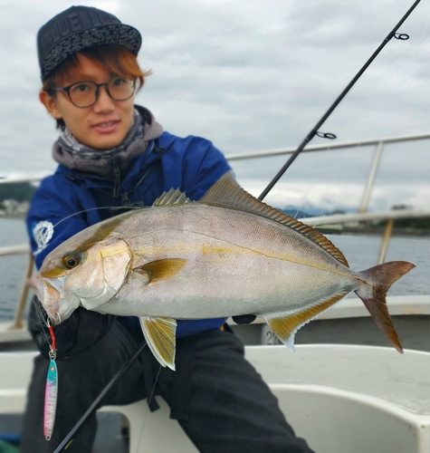 カンパチの釣果