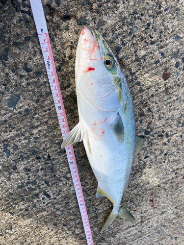 イナダの釣果