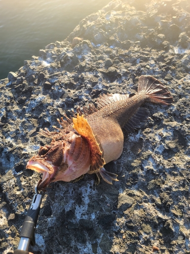 ケムシカジカの釣果