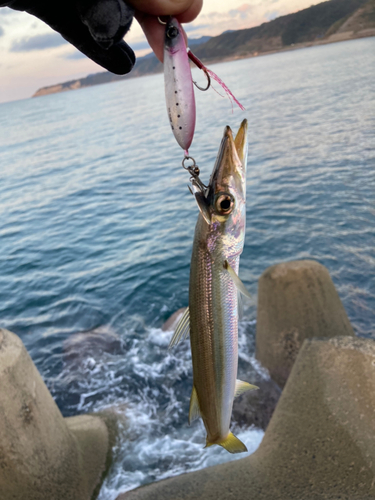 カマスの釣果