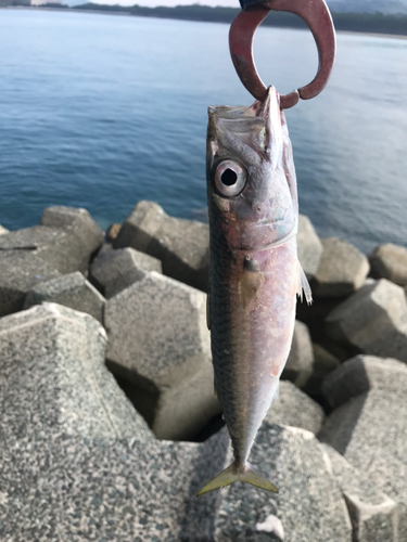 サバの釣果