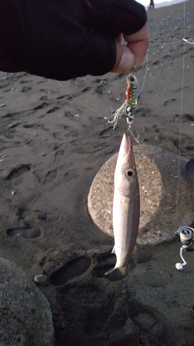 カマスの釣果