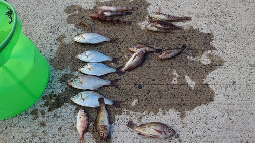 ウミタナゴの釣果