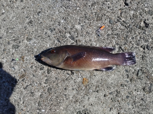 コブダイの釣果