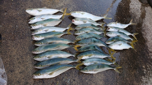 イナダの釣果