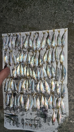 アジの釣果