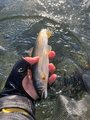 アユの釣果