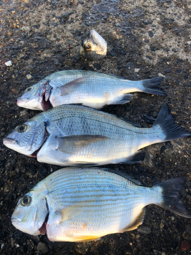 チヌの釣果