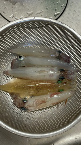 ヤリイカの釣果