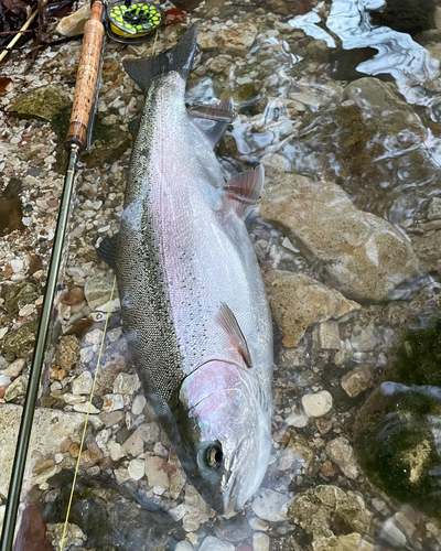 ニジマスの釣果