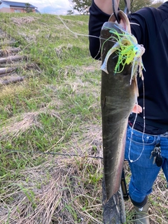 ナマズの釣果