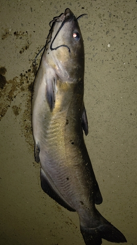 アメリカナマズの釣果