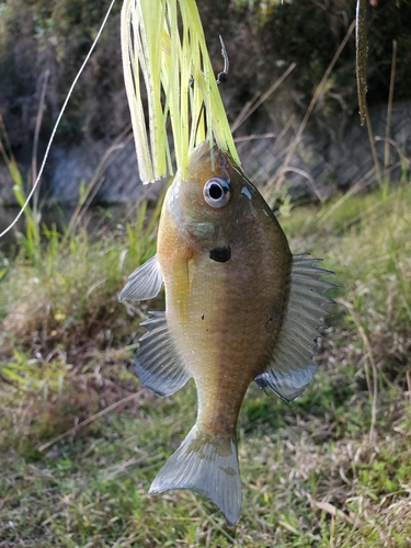 ブルーギルの釣果