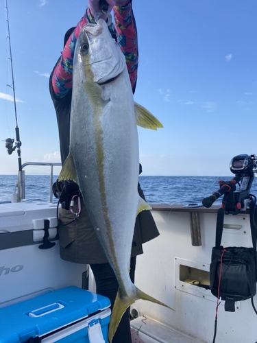 ヒラマサの釣果