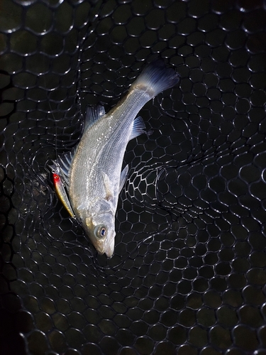 セイゴ（ヒラスズキ）の釣果