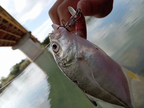 メッキの釣果