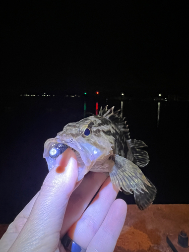 タケノコメバルの釣果