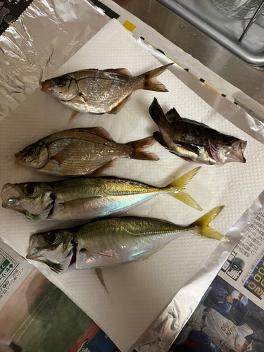 アジの釣果