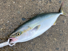 ツバスの釣果