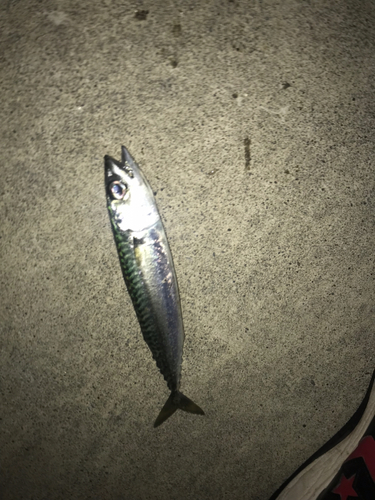 サバの釣果