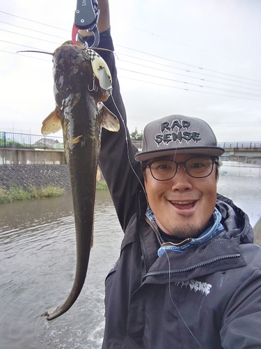 ナマズの釣果