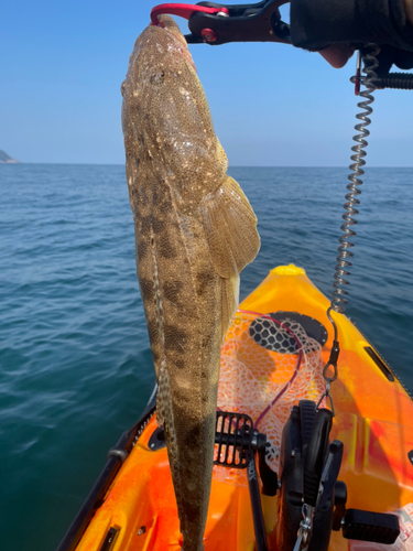 マゴチの釣果