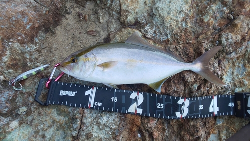 カンパチの釣果