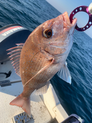 マダイの釣果