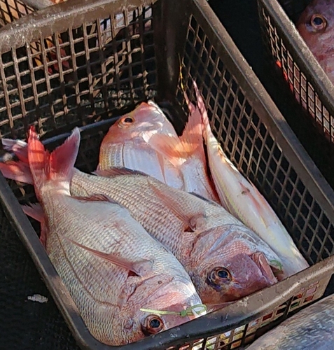 マダイの釣果