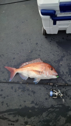 マダイの釣果