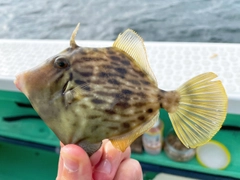 カワハギの釣果