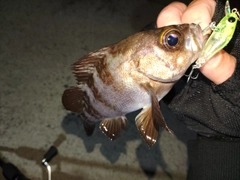 メバルの釣果