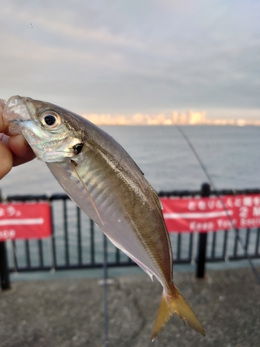 マアジの釣果