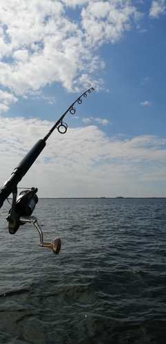 サゴシの釣果