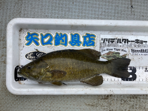 スモールマウスバスの釣果