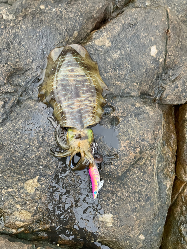 アオリイカの釣果