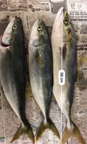 イナダの釣果