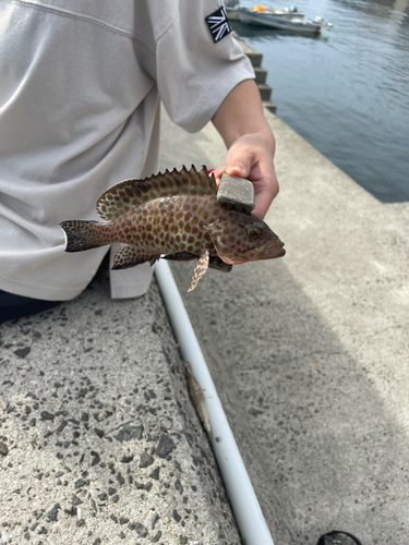 オオモンハタの釣果