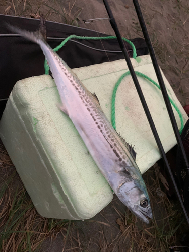 サゴシの釣果