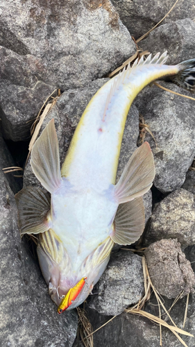 マゴチの釣果