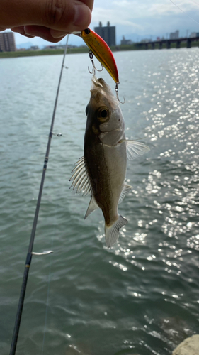 セイゴ（ヒラスズキ）の釣果