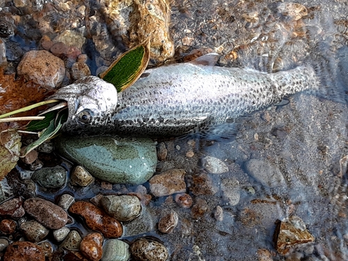 ニジマスの釣果