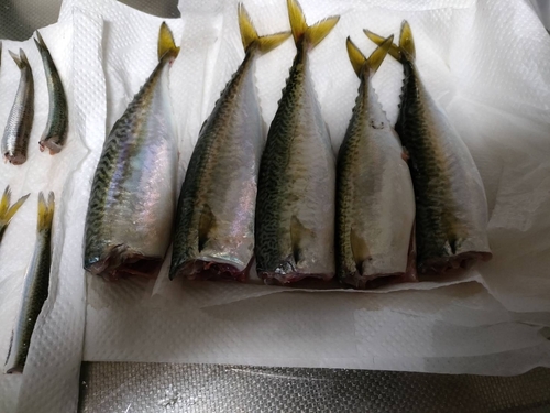 マサバの釣果